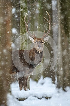 Male deer in the winter forest. Animal in natural habitat