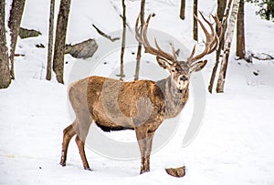 Male Deer in the Winter Woodland Covered of Snow, Woundering Wh