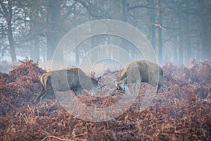 Male deers fighting.