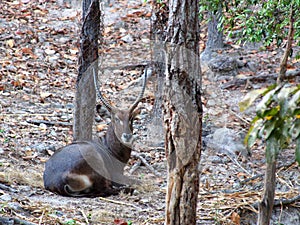 Male of Defassa waterbuck photo