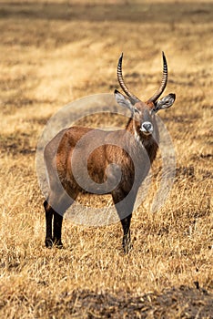 Male defassa waterbuck stands in bleached grass