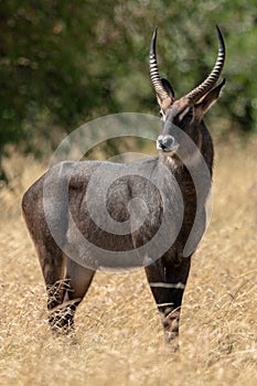 Male Defassa waterbuck stands in long grass