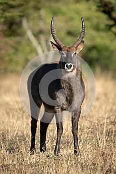 Male Defassa waterbuck stands looking at camera