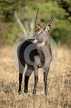 Male Defassa waterbuck stands staring at camera photo