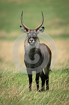 Male Defassa waterbuck stands in sunny savannah photo