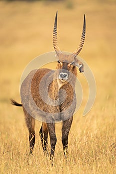 Male defassa waterbuck stands tossing its head