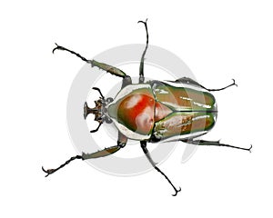 Male Derby's Flower Beetle