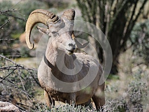 Male Desert Bighorn Sheep - Ovis canadensis nelsoni photo