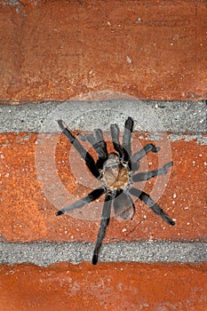 Male Desert Tarantula On A Brick Wall