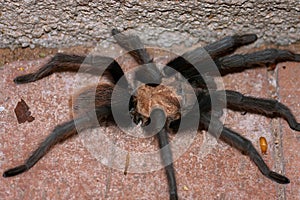 Male Desert Tarantula Up Against A Wall