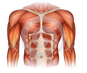 Male diastasis Recti photo