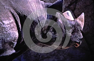 Male Diceros bicornis (Black rhinoceros or Hook-lipped rhinoceros).
