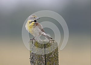 Male Dickcissel perched on a fence post