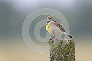 Male Dickcissel perched on a fence post