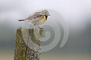 Male Dickcissel perched on a fence post