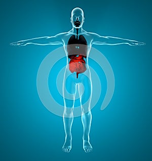 Male digestive and respiratory system