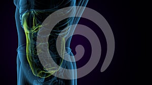 male digestive system inner parts anatomy. 3d render