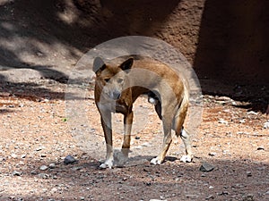 Male Dingo, Canis Dingo, looks around around