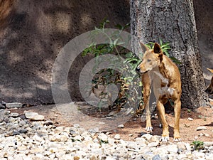 Male Dingo, Canis Dingo, looks around around