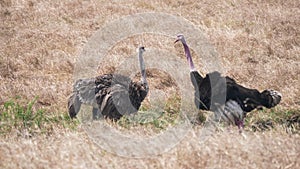 Male displaying to a female ostrich at masai mara