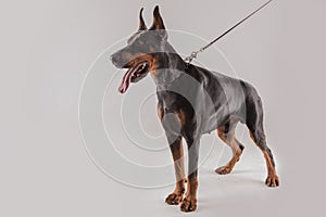Male doberman standing pose with leash