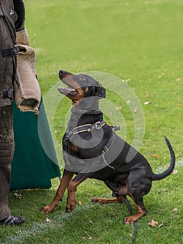 Dobermann with natural ears and tail trainig schutzhund, igp, ipo