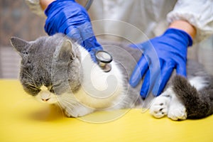 a male doctor examinating a cat with stethoscope