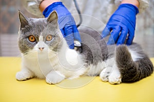 a male doctor examinating a cat with stethoscope and the cat looking at the camera