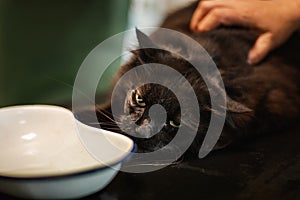 Male doctor is examining dark black tomcat at the vet clinic. Vet checking the health of cat with owner of cat. Vet doctor