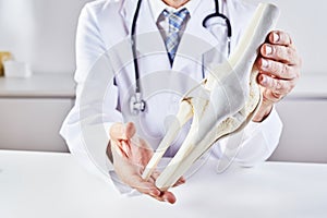 Male doctor holding model anatomy of knee bone