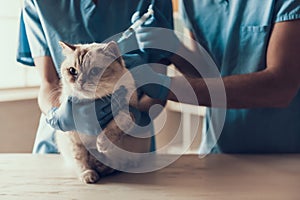 Male Doctor Veterinarian Examining Cute Grey Cat