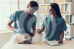 Male Doctor Veterinarian Examining Cute Grey Cat