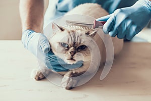 Male Doctor Veterinarian Examining Cute Grey Cat