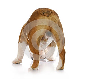 Male dog backside