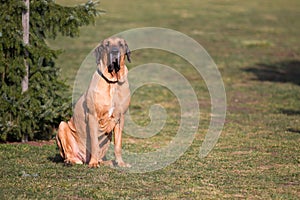 Maschio da il cane razza brasiliano alano nel parco 