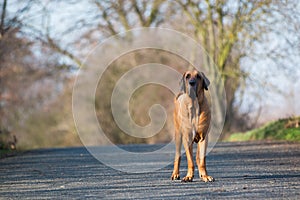 Maschio da il cane razza brasiliano alano nel parco 