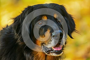 Male dog hovawart gold and black deatil portrait