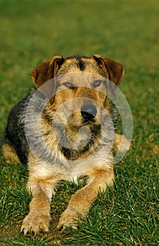 Male Dog laying on Grass
