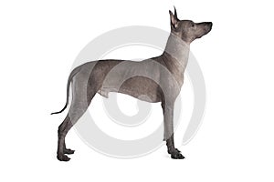 Male dog. Mexican xoloitzcuintle