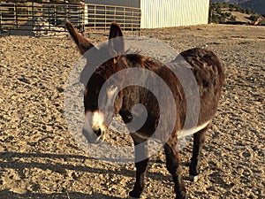 Male Donkey waiting to be fed in drought conditions