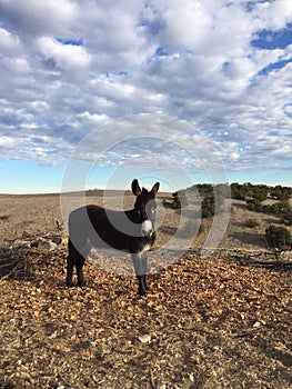 Male Donkey waiting to be fed in drought conditions with cloudy sky