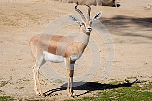 Male of dorcas gazelle in a daylight