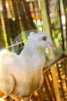 a male dove with a dashing style