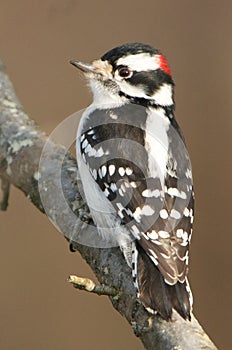 Male Downy Woodpecker photo