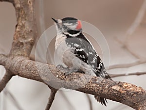 Male Downy Woodpecker