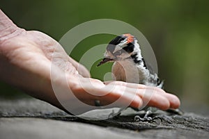 Male downy woodpecker photo