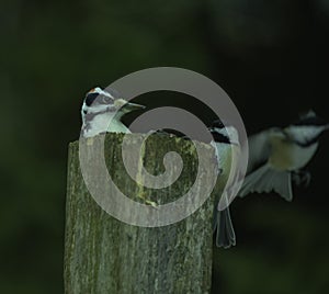 Male Downy Woodpecker And Chickadee