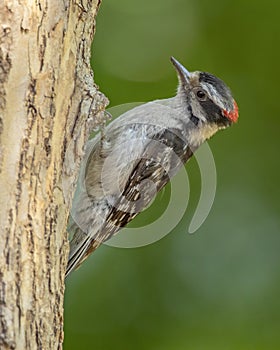 Male downy woodpecker Dryobates pubescens clinging to a tree