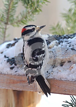 A male Downy Woodpecker feeds on suet and sunflower seeds