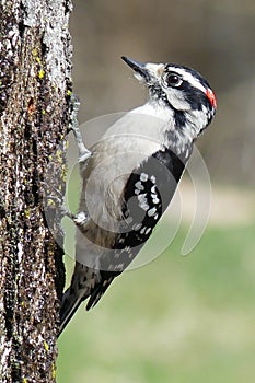 Male Downy Woodpecker holding onto the trunk of a tree with red spot on its head